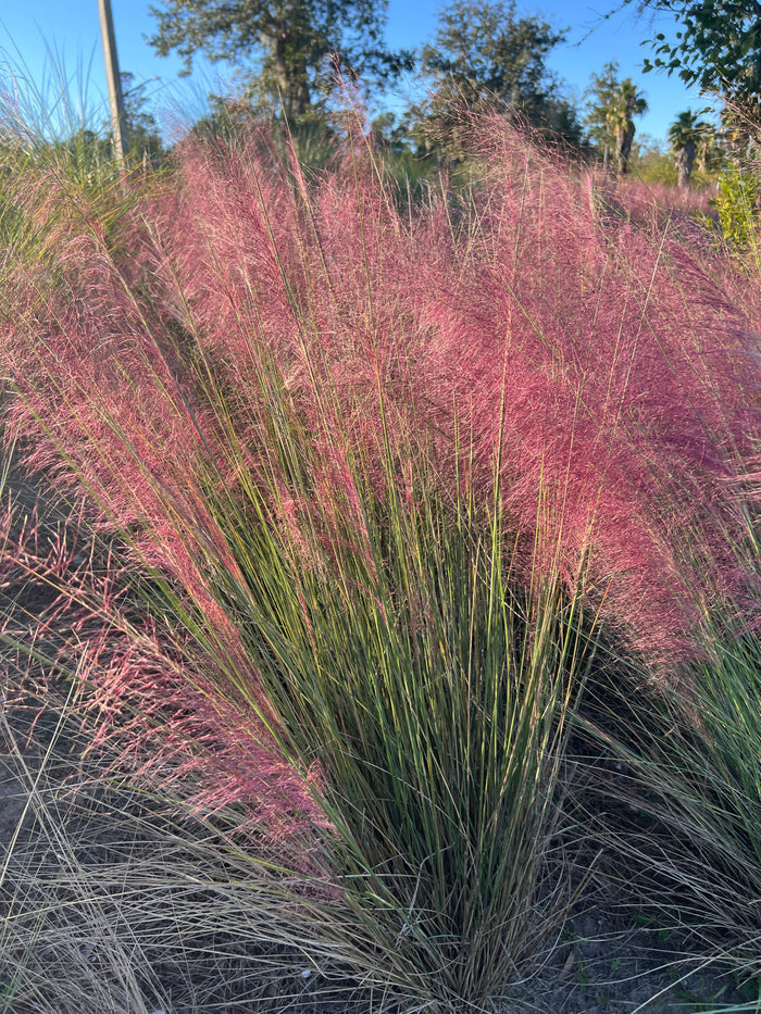 Pink Muhlygrass  100 Seeds  Muhlenbergia capillaris