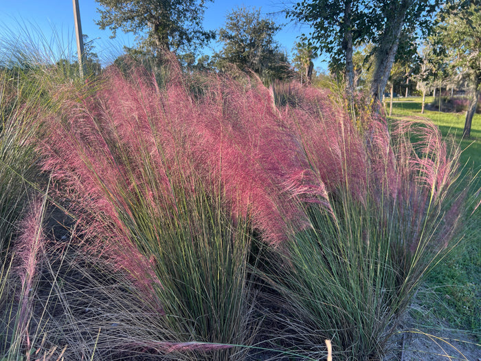 Pink Muhlygrass  100 Seeds  Muhlenbergia capillaris