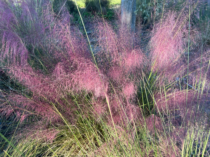 Pink Muhlygrass  100 Seeds  Muhlenbergia capillaris
