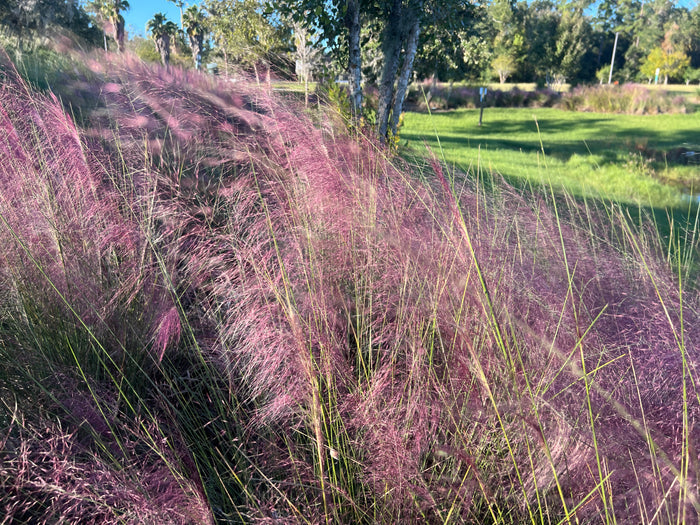 Pink Muhlygrass  100 Seeds  Muhlenbergia capillaris