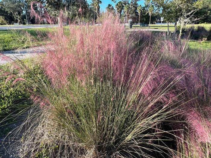 Pink Muhlygrass  100 Seeds  Muhlenbergia capillaris