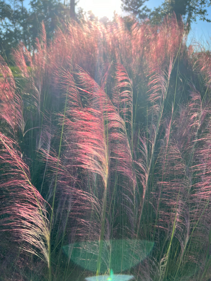 Pink Muhlygrass  100 Seeds  Muhlenbergia capillaris