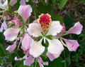 Pink Orchid Tree  20 Seeds  Bauhinia monandra