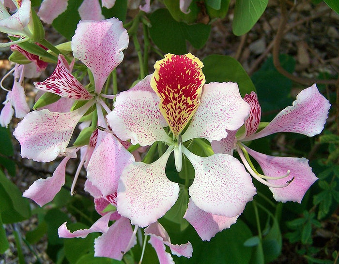 Pink Orchid Tree  20 Seeds  Bauhinia monandra