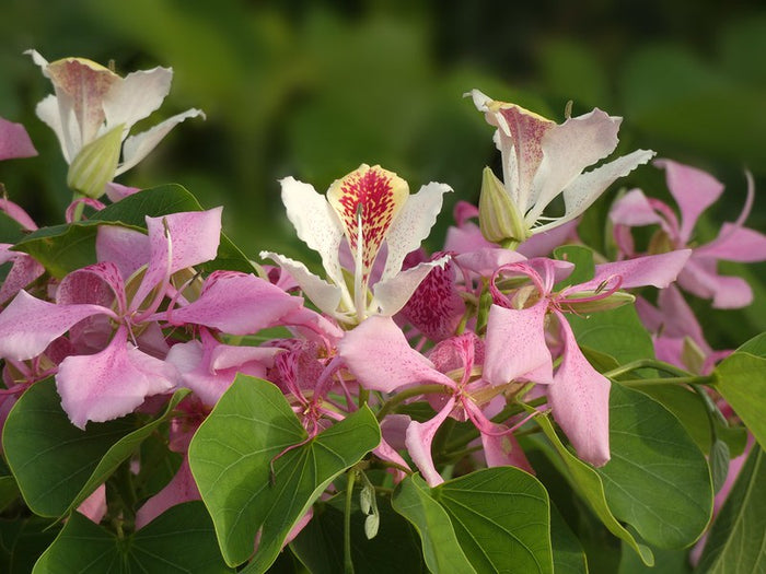 Pink Orchid Tree  20 Seeds  Bauhinia monandra