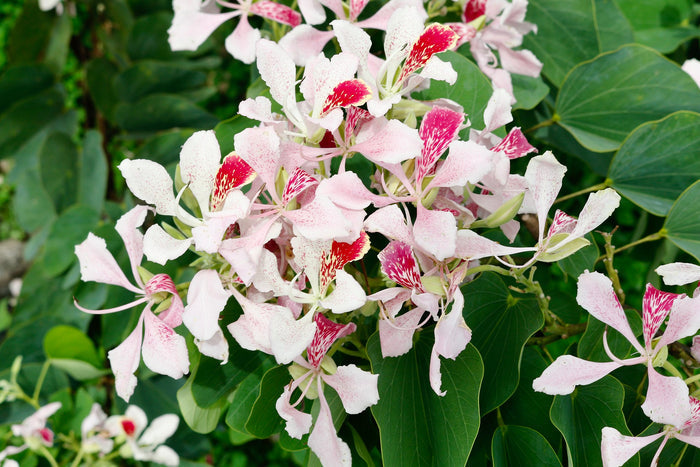 Pink Orchid Tree  20 Seeds  Bauhinia monandra