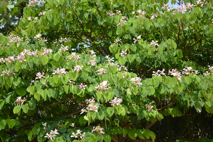 Pink Orchid Tree  20 Seeds  Bauhinia monandra