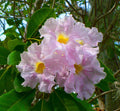 Pink Trumpet Tree   20 Seeds   Tabebuia heterophylla