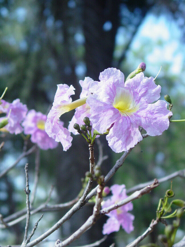 Pink Trumpet Tree   20 Seeds   Tabebuia heterophylla