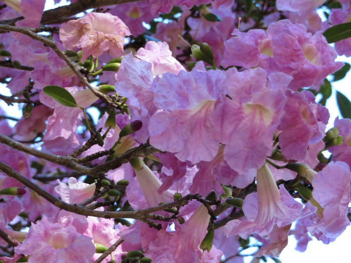 Pink Trumpet Tree   20 Seeds   Tabebuia heterophylla