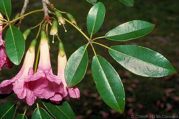 Pink Trumpet Tree   20 Seeds   Tabebuia heterophylla