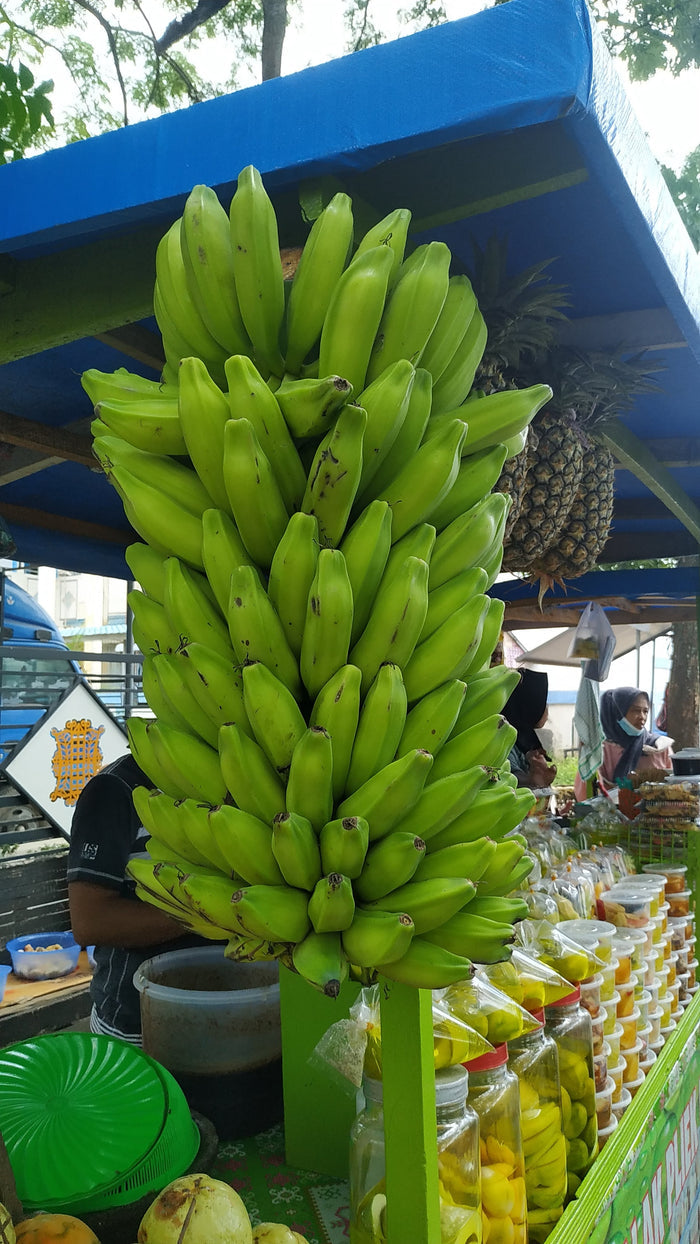 Plantain Banana Musa balbiniana 5 Seeds