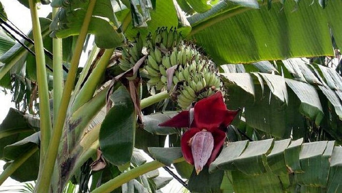 Plantain Banana Musa balbiniana 5 Seeds