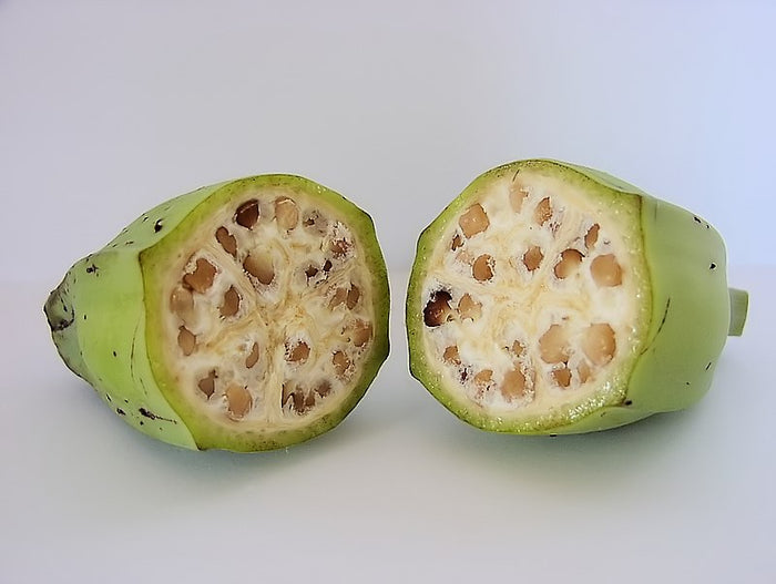 Plantain Banana Musa balbiniana 5 Seeds