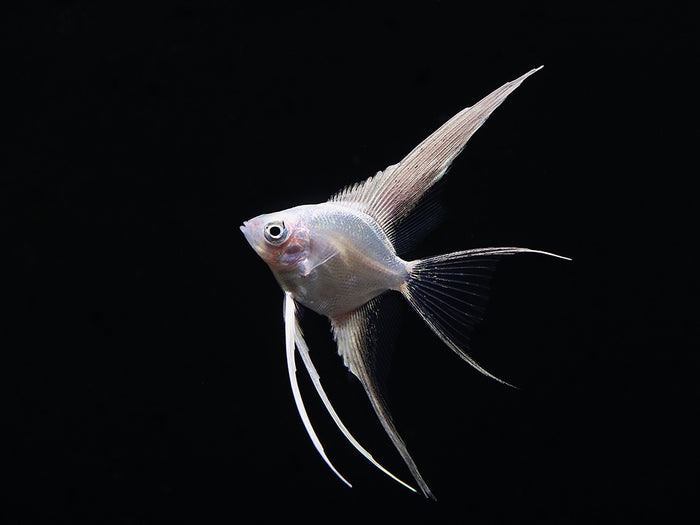 Platinum Veiltail Angelfish (Pterophyllum scalare) – Tank-Bred