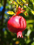 Pomegranate   100 Seeds   Punica granatum