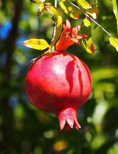 Pomegranate   100 Seeds   Punica granatum