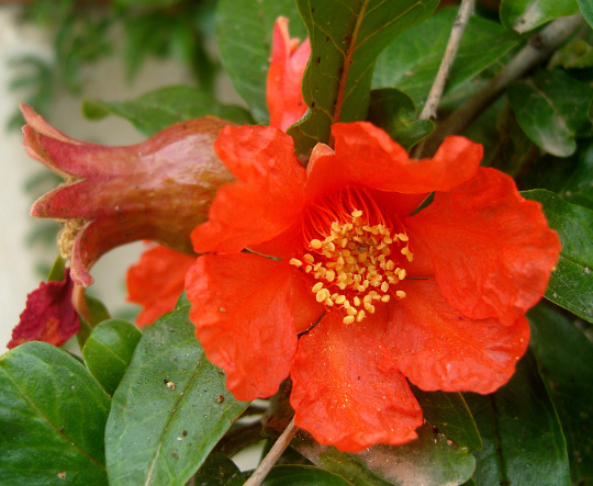 Pomegranate   100 Seeds   Punica granatum
