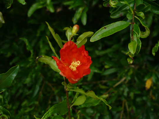 Pomegranate   100 Seeds   Punica granatum