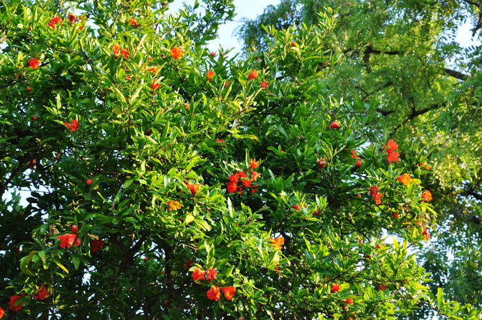 Pomegranate   100 Seeds   Punica granatum
