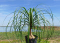 Ponytail Palm   20 Seeds   Beaucarnea recurvata
