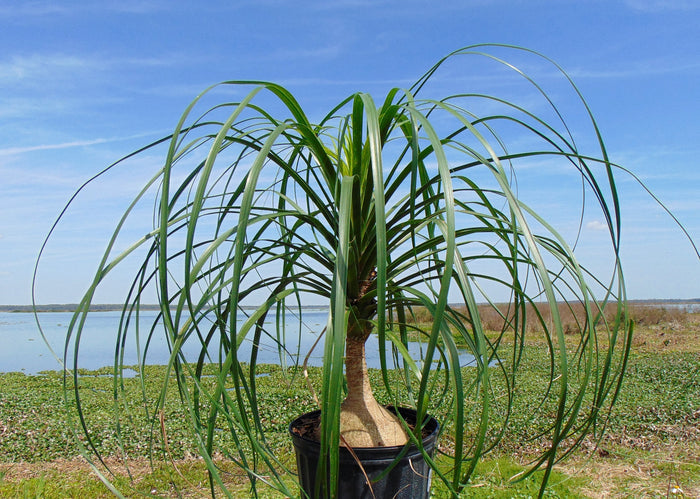 Ponytail Palm   20 Seeds   Beaucarnea recurvata