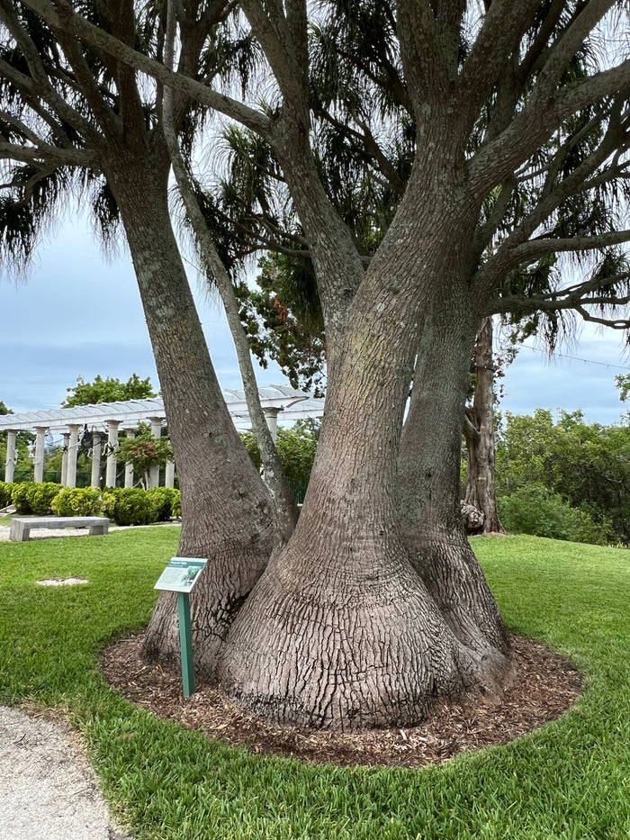 Ponytail Palm   20 Seeds   Beaucarnea recurvata