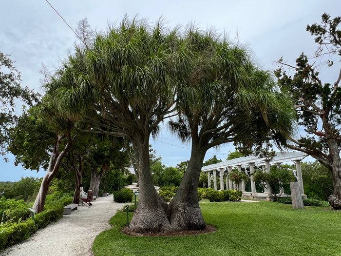 Ponytail Palm   20 Seeds   Beaucarnea recurvata