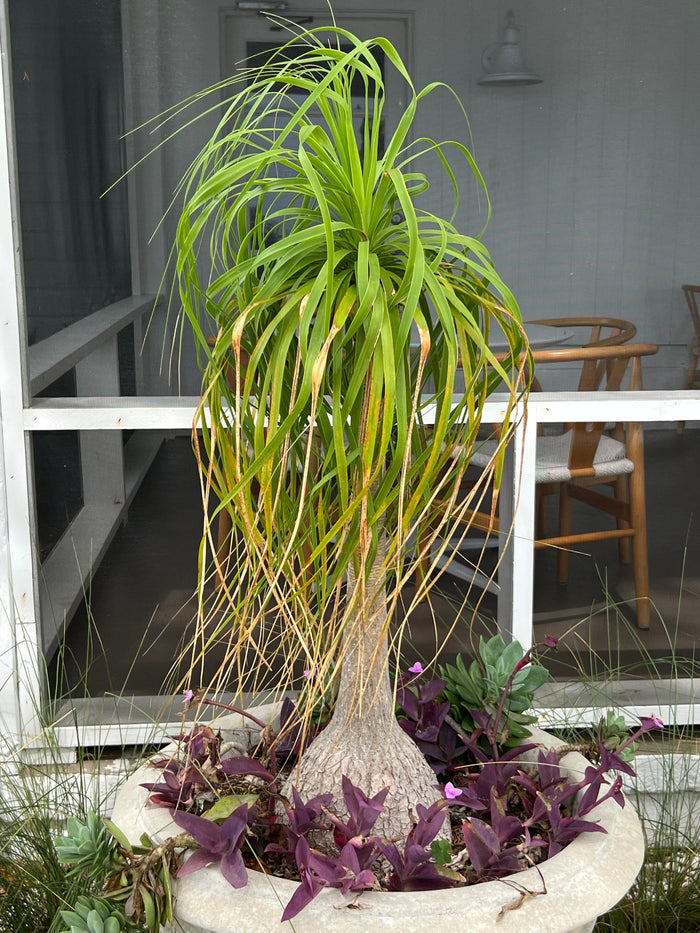 Ponytail Palm   20 Seeds   Beaucarnea recurvata