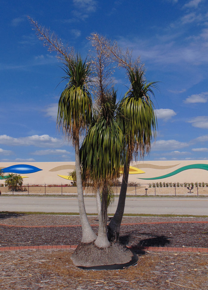 Ponytail Palm   20 Seeds   Beaucarnea recurvata