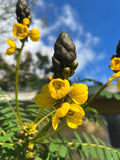 Popcorn Cassia   10 Seeds   Cassia didymobotrya