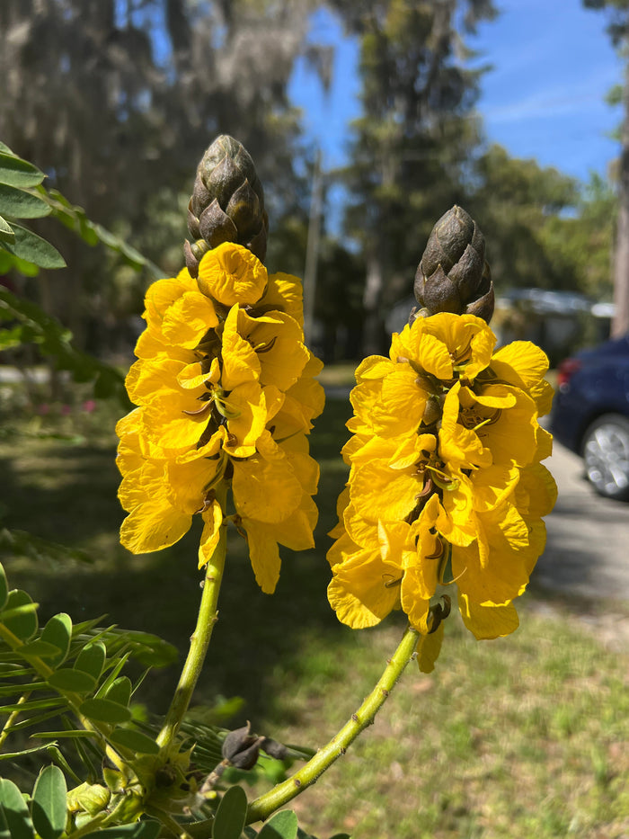 Popcorn Cassia   10 Seeds   Cassia didymobotrya