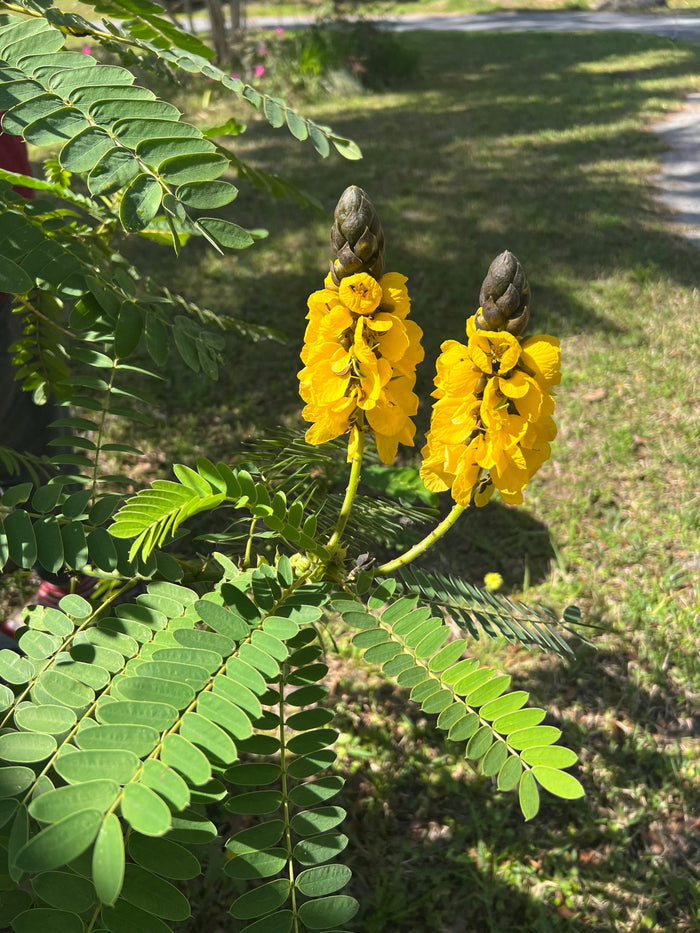 Popcorn Cassia   10 Seeds   Cassia didymobotrya