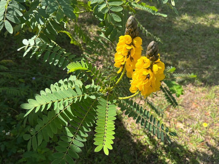 Popcorn Cassia   10 Seeds   Cassia didymobotrya