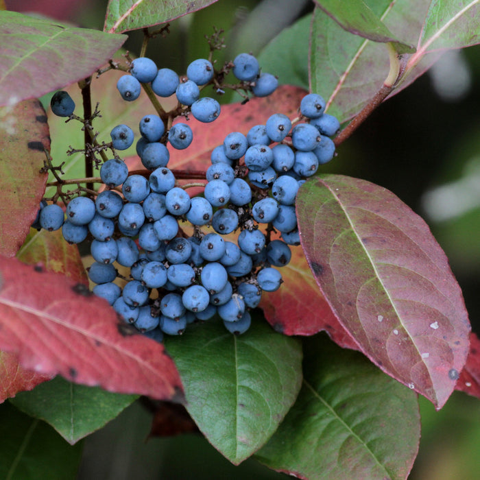 Possumhaw Viburnum 10 Seeds Viburnum nudum