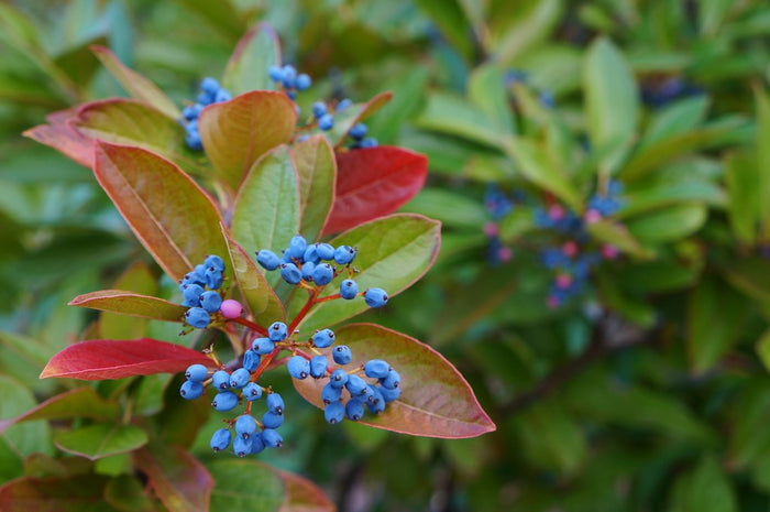 Possumhaw Viburnum 10 Seeds Viburnum nudum