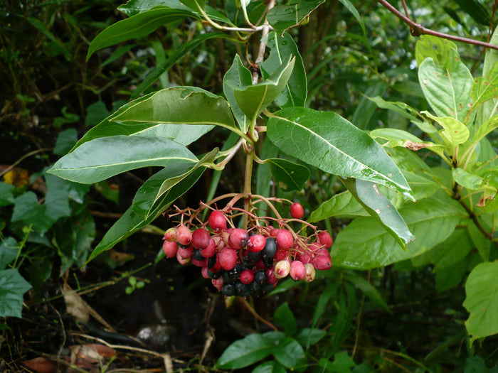 Possumhaw Viburnum 10 Seeds Viburnum nudum