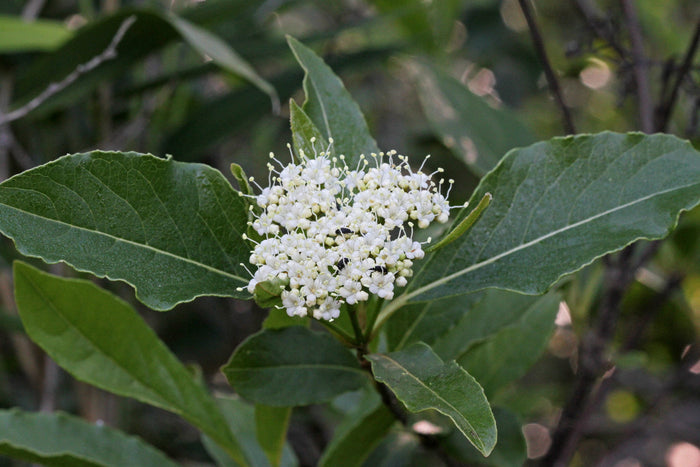 Possumhaw Viburnum 10 Seeds Viburnum nudum