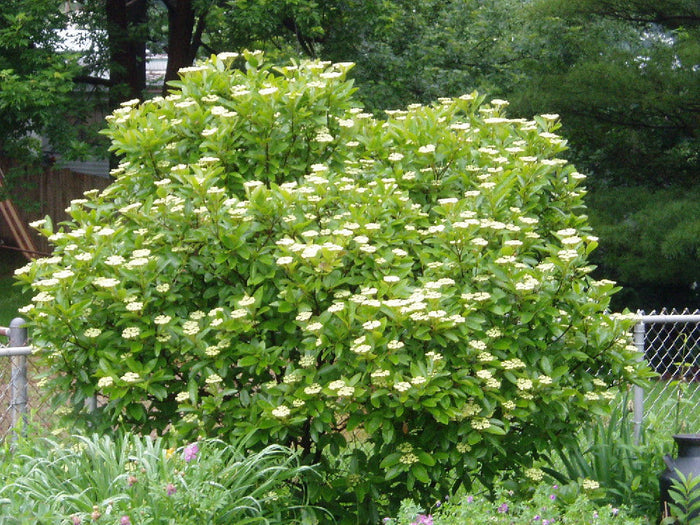 Possumhaw Viburnum 10 Seeds Viburnum nudum