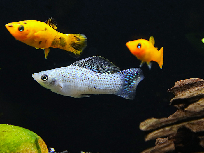 Premium Assorted Mollies (Poecilia latipinna / Poecilia sphenops) – Tank-Bred