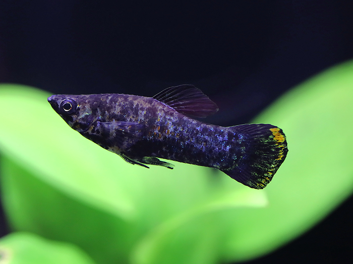 Premium Assorted Mollies (Poecilia latipinna / Poecilia sphenops) – Tank-Bred
