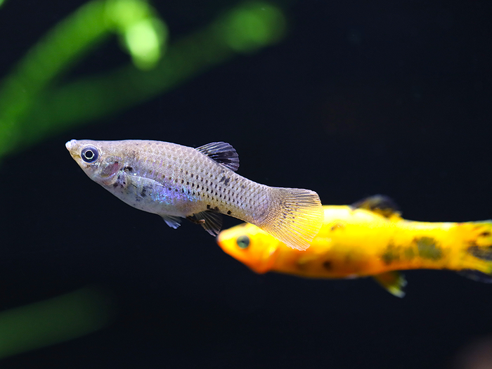 Premium Assorted Mollies (Poecilia latipinna / Poecilia sphenops) – Tank-Bred