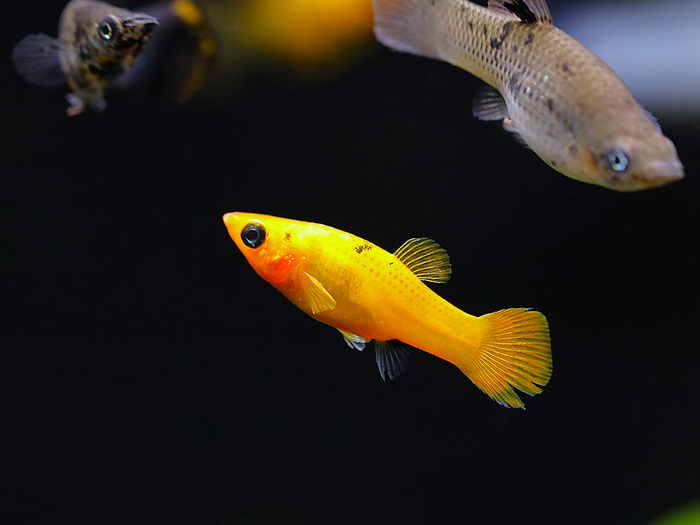 Premium Assorted Mollies (Poecilia latipinna / Poecilia sphenops) – Tank-Bred