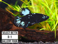 Premium Select Betta Fish (Betta splendens) - WYSIWYG Gallery Four