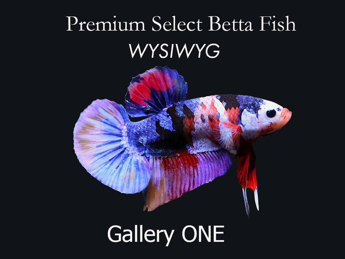 Premium Select Betta Fish (Betta splendens) - WYSIWYG Gallery One
