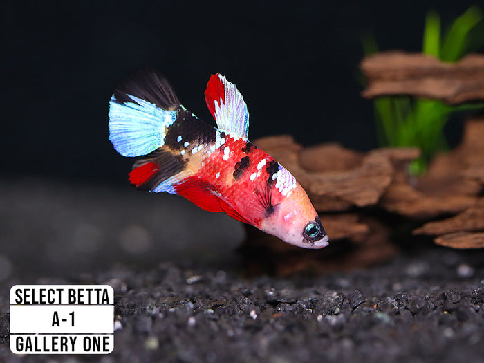 Premium Select Betta Fish (Betta splendens) - WYSIWYG Gallery One