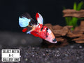 Premium Select Betta Fish (Betta splendens) - WYSIWYG Gallery One