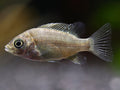 Ptychochromis grandidieri Cichlid – Locally Bred