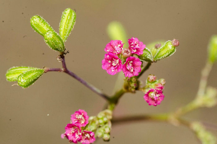 Punarnava   20 Seeds   Boerhavia diffusa