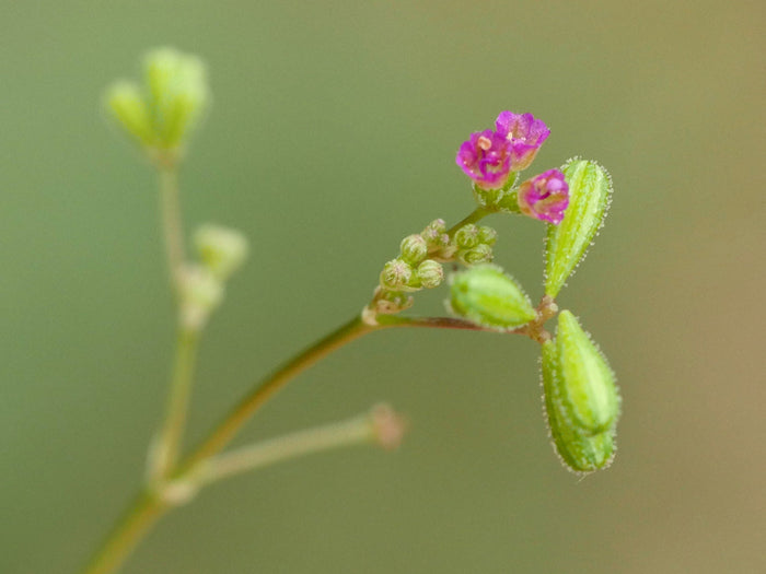 Punarnava   20 Seeds   Boerhavia diffusa